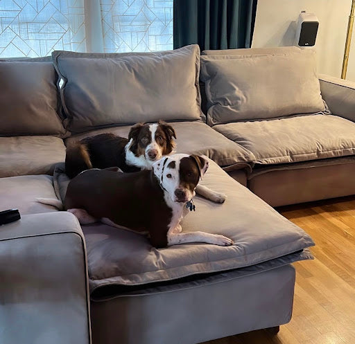 How to Choose the Right Couch Color